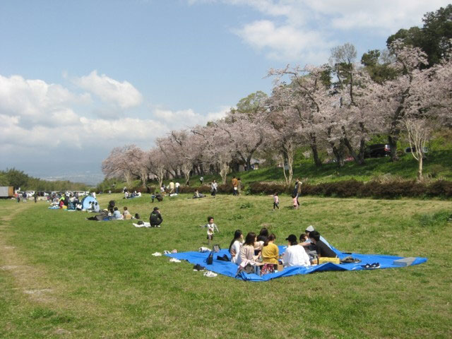 狩野川さくら公園の桜 花見特集21