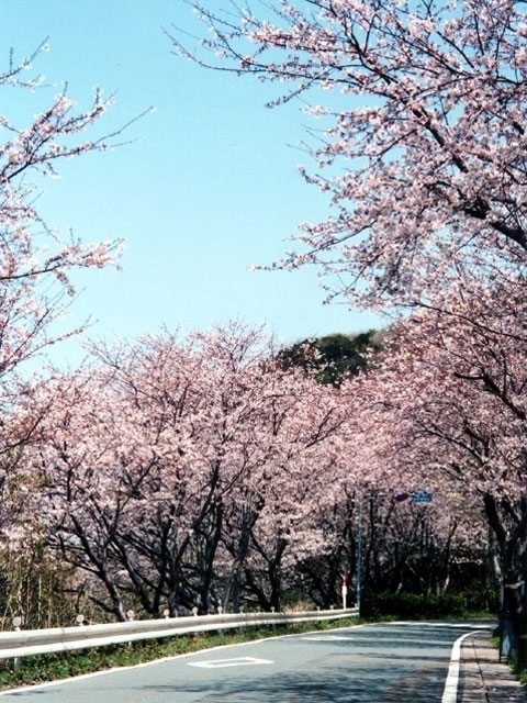 松崎町那賀川沿い 富士見彫刻ラインの桜 花見特集21