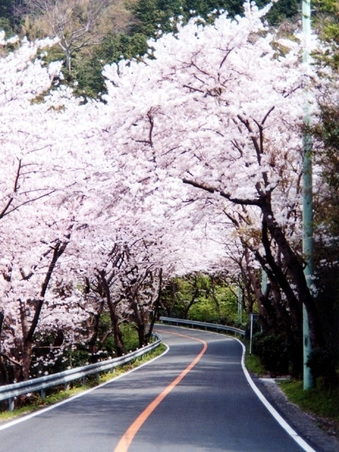 松崎町那賀川沿い 富士見彫刻ラインの桜 花見特集21