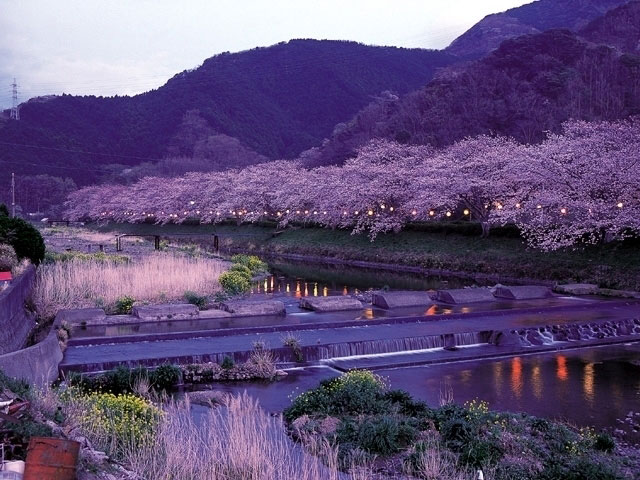 松崎町那賀川沿い 富士見彫刻ラインの桜 花見特集21