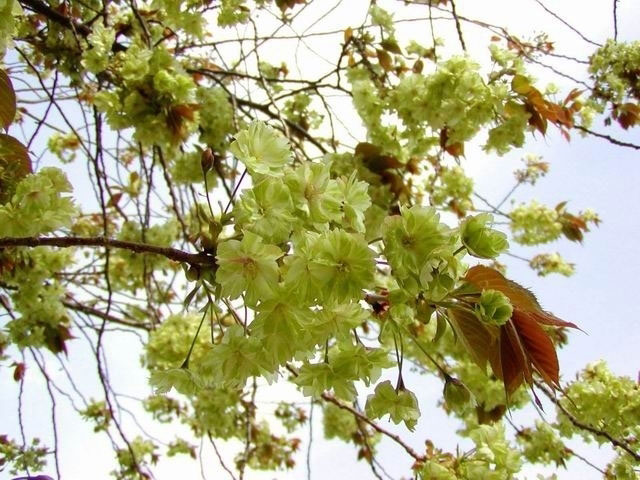 東山動植物園の桜 花見特集21