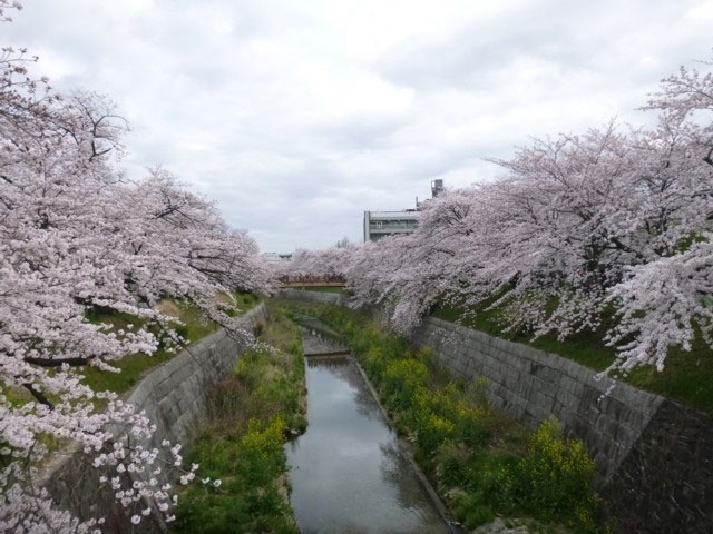 山崎川四季の道の桜 花見特集21