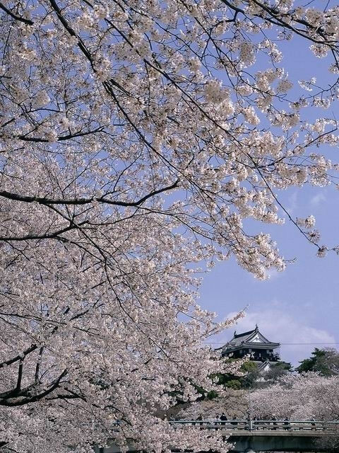 岡崎公園の桜 花見特集21