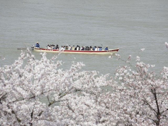 国宝犬山城と木曽川遊歩道の桜 花見特集21