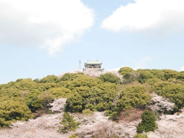 小牧山の桜 花見特集21