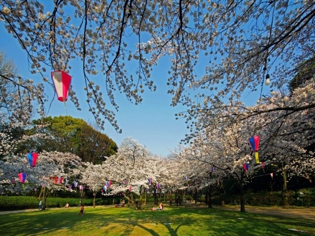 小牧山の桜 花見特集21