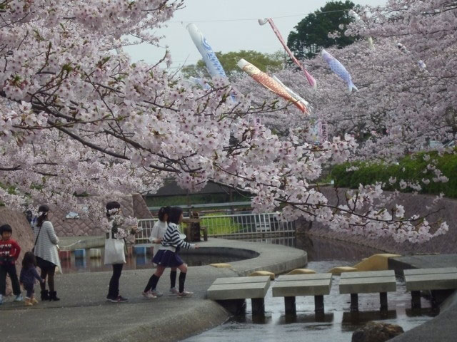 滝頭公園の桜 花見特集21