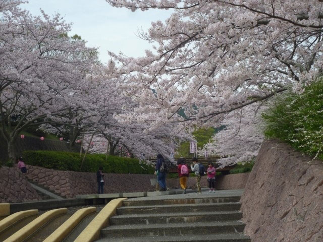 滝頭公園の桜 花見特集21