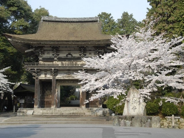 三井寺の桜 花見特集21