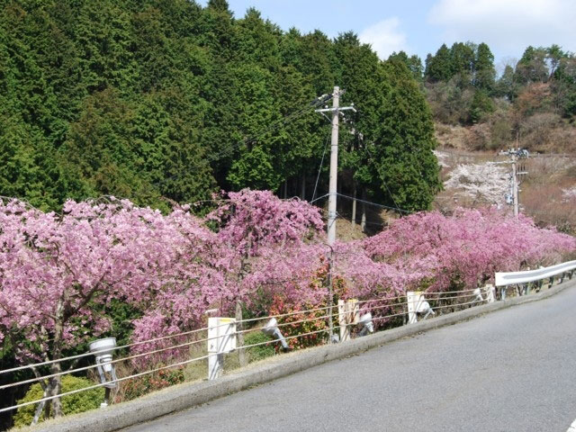 延暦寺 比叡山ドライブウェイ 奥比叡ドライブウェイの桜 花見特集21