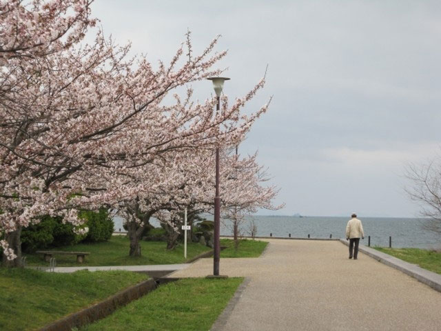 豊公園の桜 花見特集21