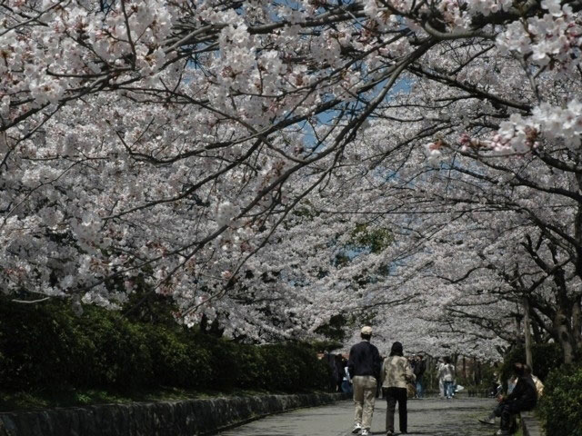 豊公園の桜 花見特集21