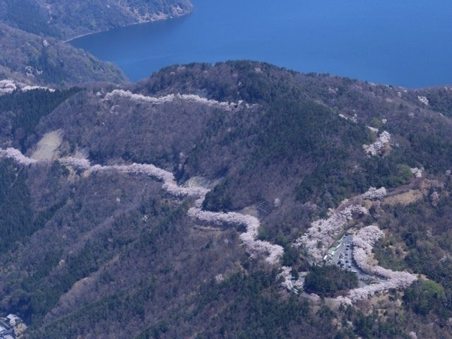 奥琵琶湖パークウェイの桜 花見特集21