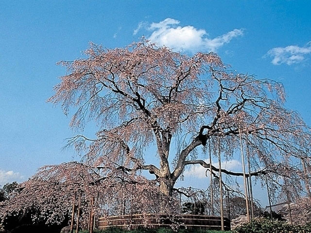 円山公園 京都府 の桜 花見特集21