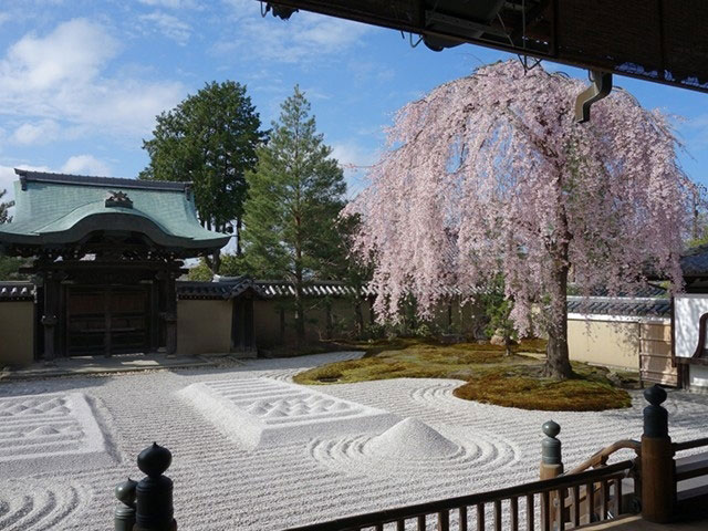 高台寺の桜 花見特集21