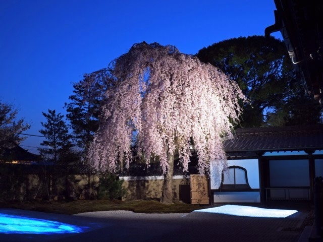 高台寺の桜 花見特集21