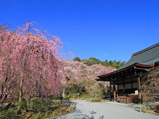 天龍寺の桜 花見特集21