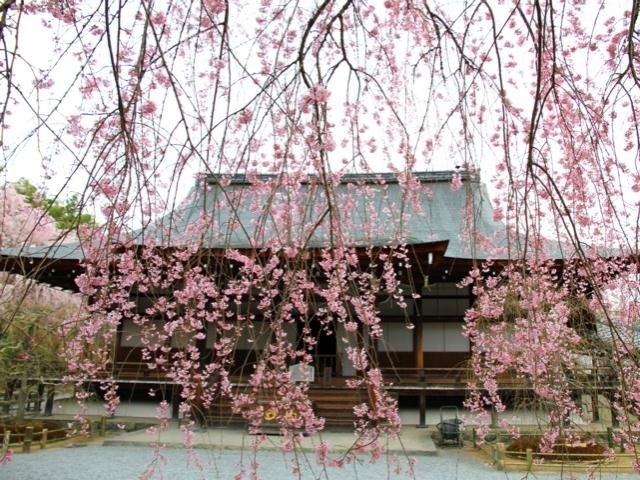 天龍寺の桜 花見特集21