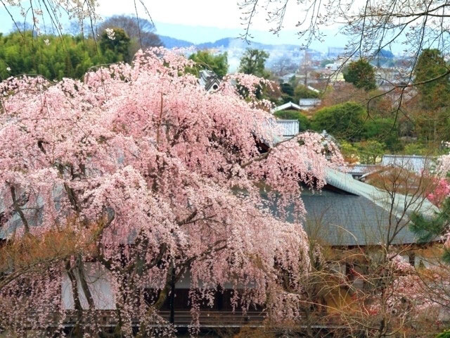 天龍寺の桜 花見特集21