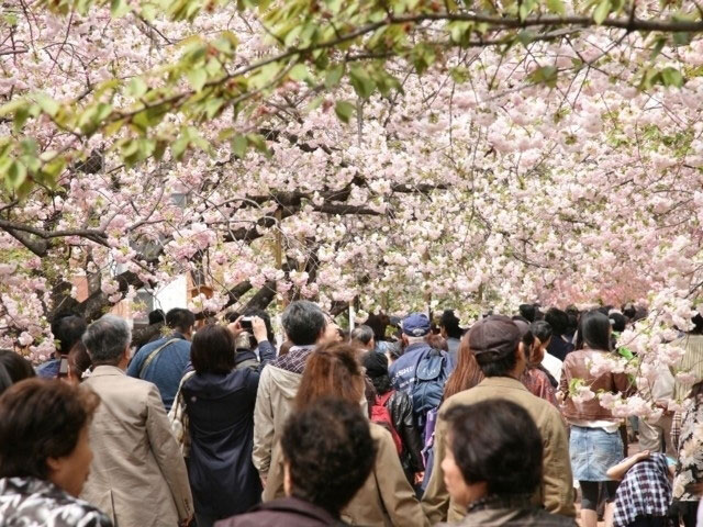 造幣局 桜の通り抜け 花見特集21