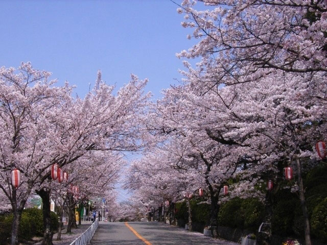 五月山緑地の桜 花見特集21