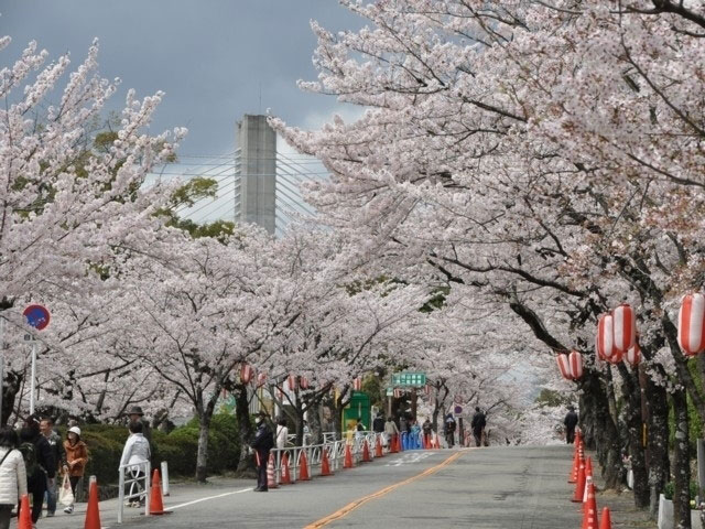 五月山緑地の桜 花見特集21