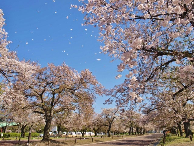 万博記念公園の桜 花見特集21