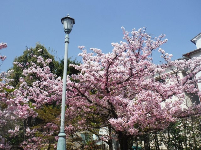 岡本南公園の桜 花見特集21