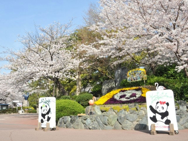 神戸市立王子動物園の桜 花見特集21