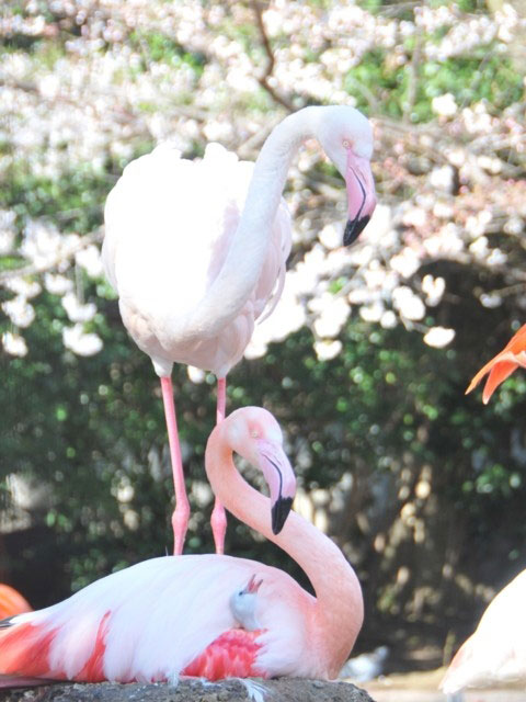 神戸市立王子動物園の桜 花見特集21