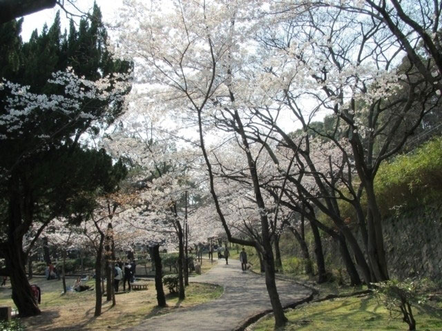 須磨浦公園の桜 花見特集21