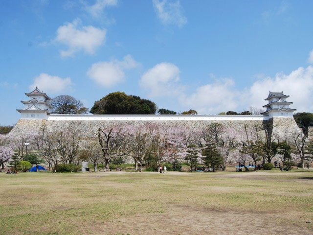 明石公園 兵庫県 の桜 花見特集21