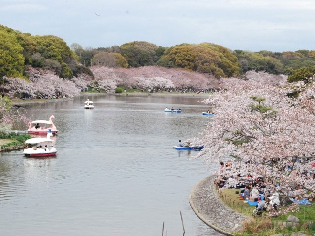 明石公園 兵庫県 の桜 花見特集21