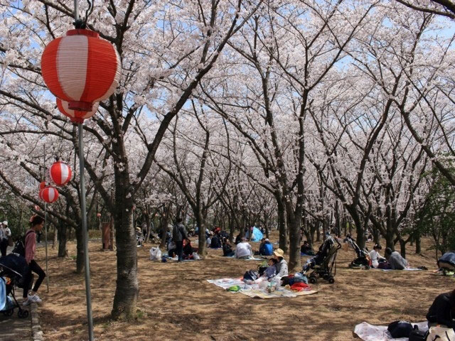 県立播磨中央公園の桜 花見特集21