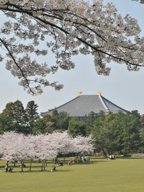 奈良公園の桜 花見特集21