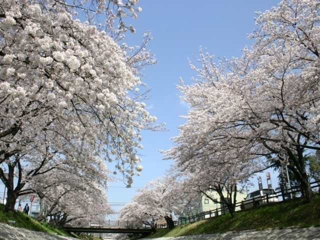 高田千本桜 花見特集21