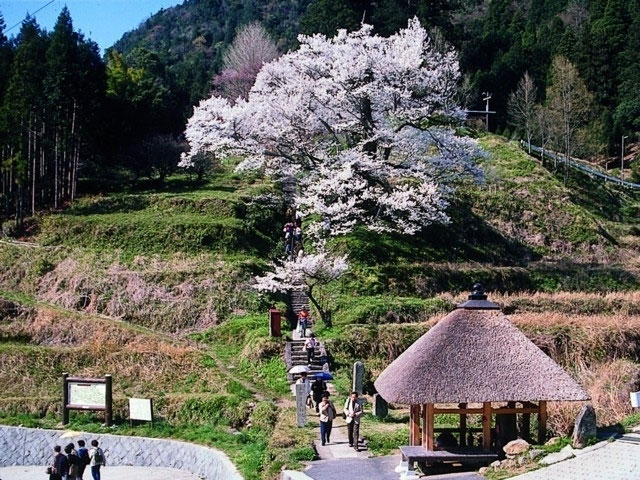 佛隆寺千年桜 花見特集21