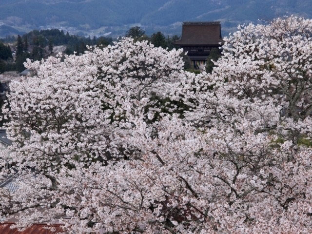 吉野山の桜 花見特集21