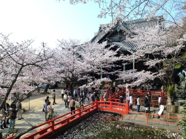 紀三井寺の桜 花見特集21