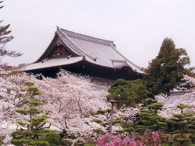 粉河寺の桜