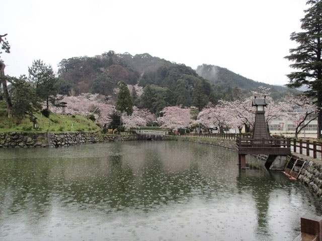 鹿野城跡公園の桜 花見特集21