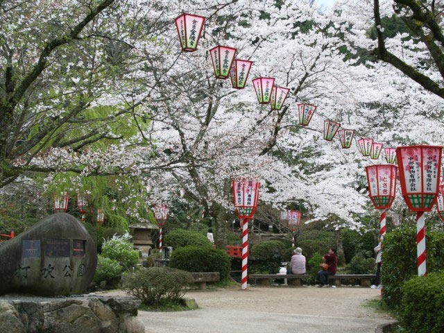 打吹公園の桜 花見特集21