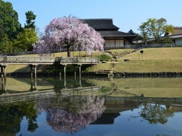 岡山後楽園の桜 花見特集21