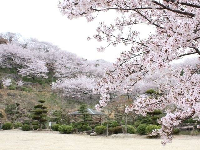 種松山公園西園地の桜 花見特集21