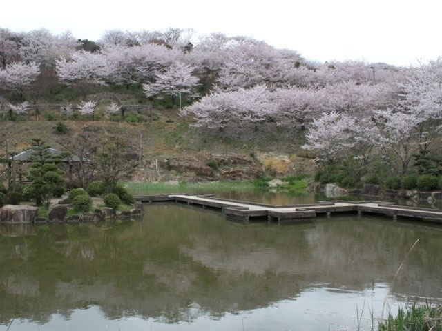 種松山公園西園地の桜 花見特集21