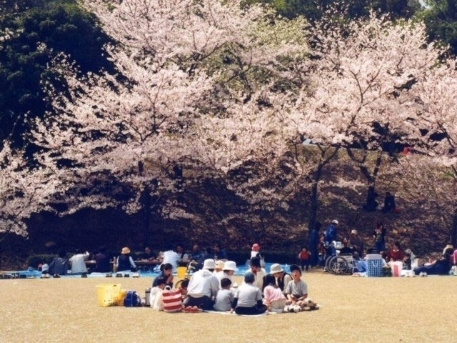 みやま公園の桜 花見特集21