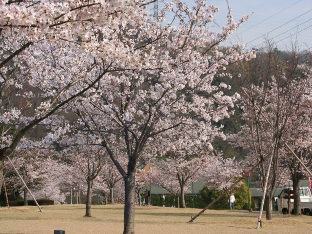 みやま公園の桜 花見特集21