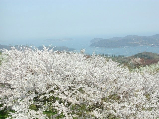 岡山いこいの村周辺の桜 花見特集21