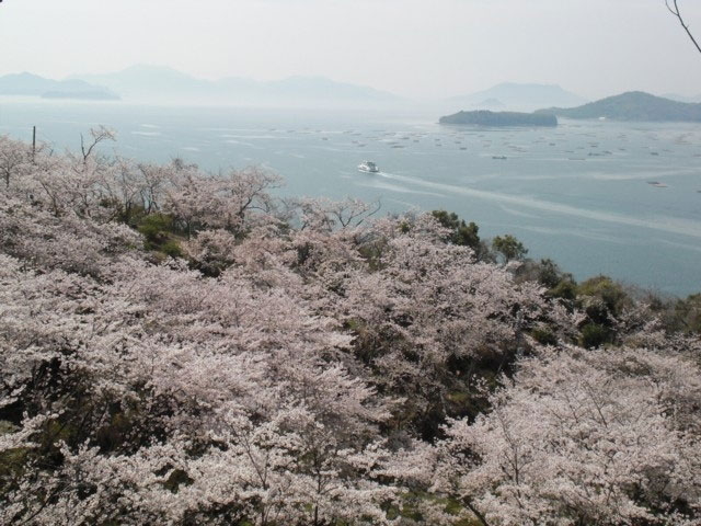 正福寺山公園の桜 花見特集21