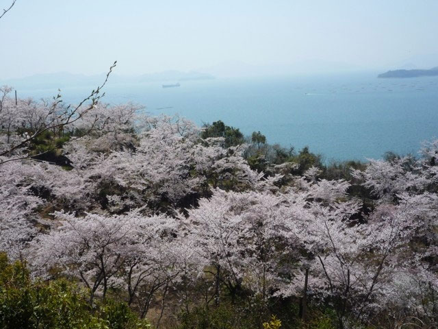 正福寺山公園の桜 花見特集21